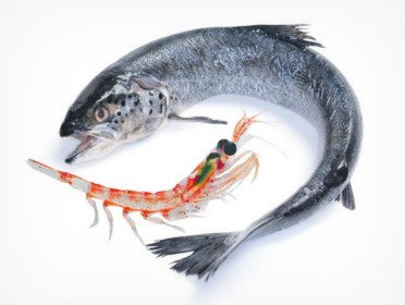 Will Krill Replace Fish Oil?