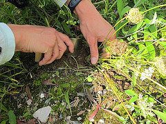 Urban Foraging For Edible Plants