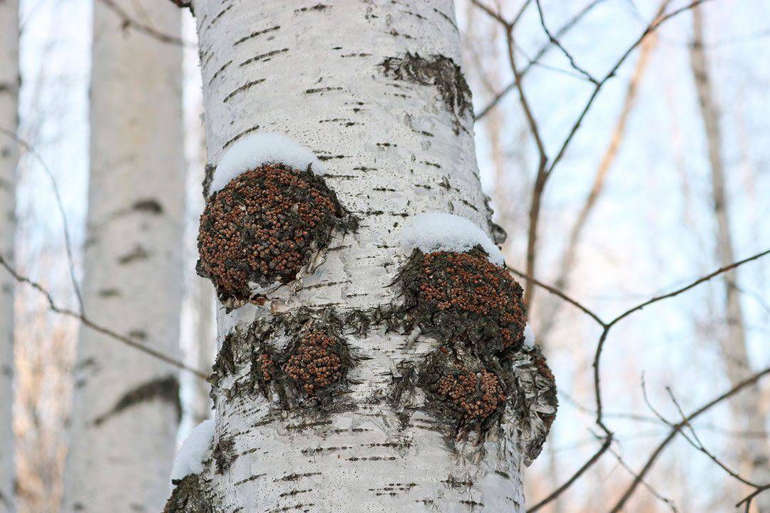 Birch Tree Chaga Mushroom