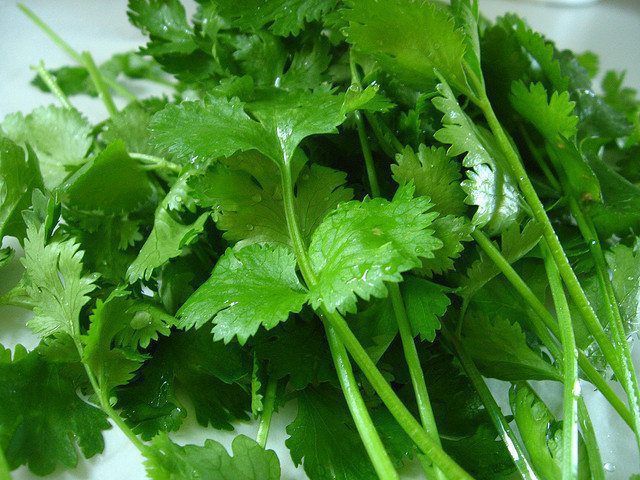 The Many, Many Cilantro Benefits!