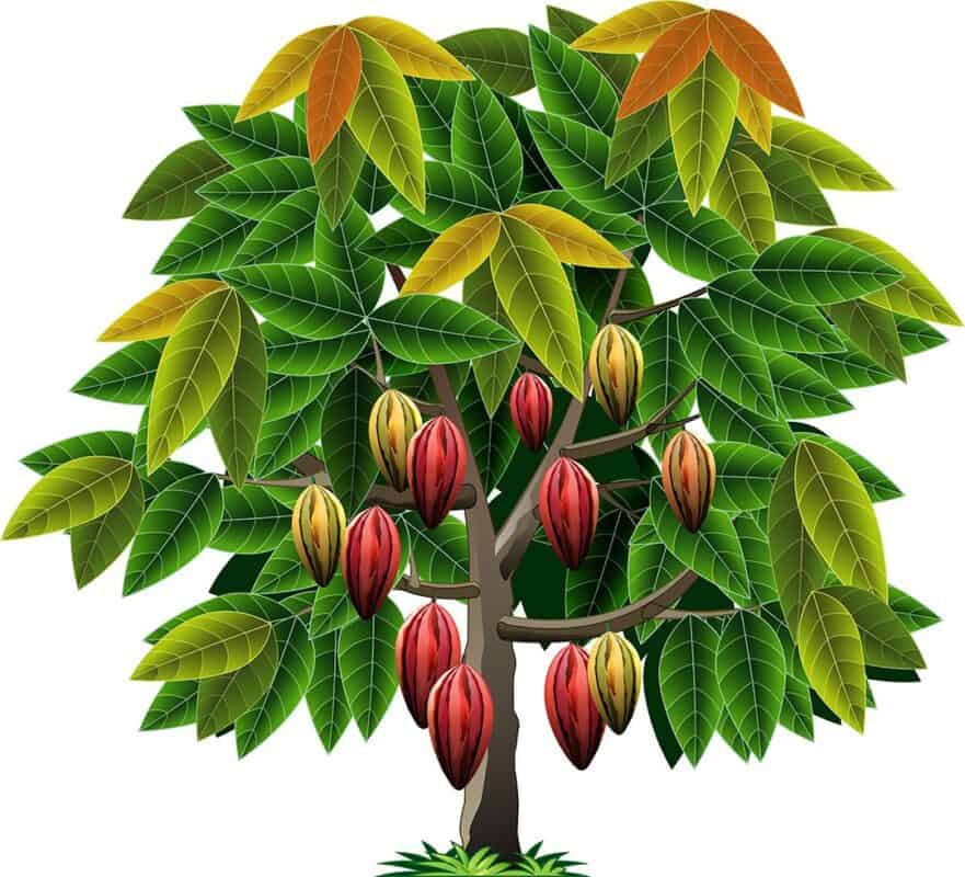 Drawing of a theobroma tree