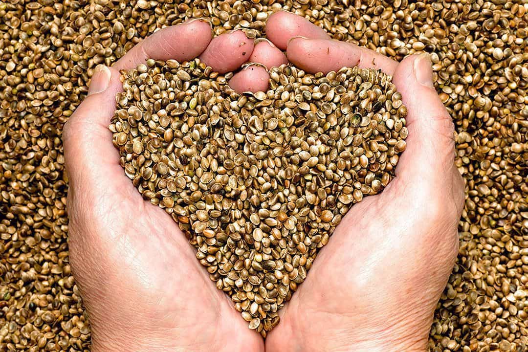 Hemp Protein Seeds