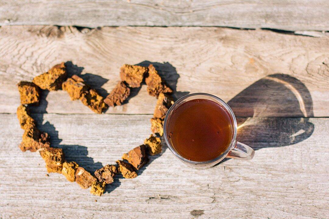 Chaga Mushroom Benefits