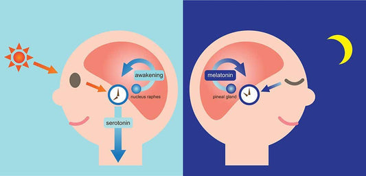 Pineal Gland Melatonin Production