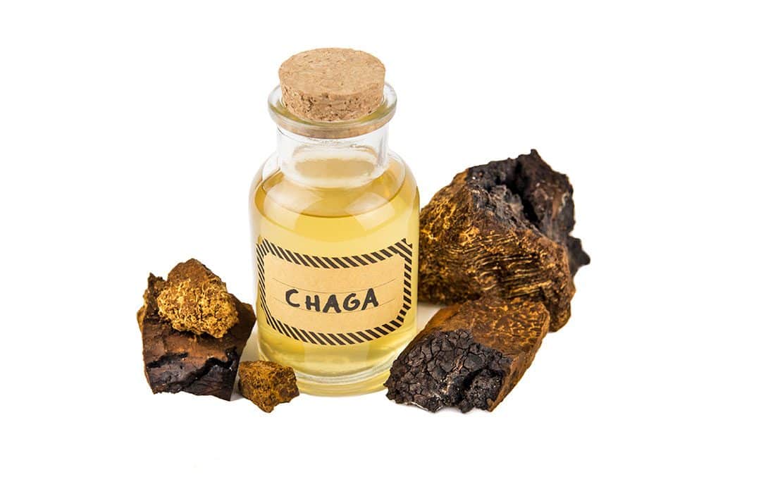 Chaga Mushroom Extract