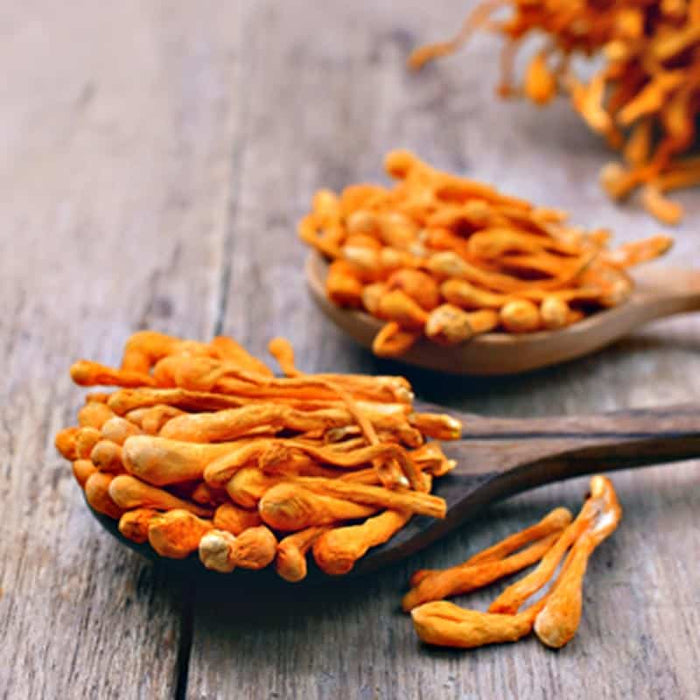 Cordyceps