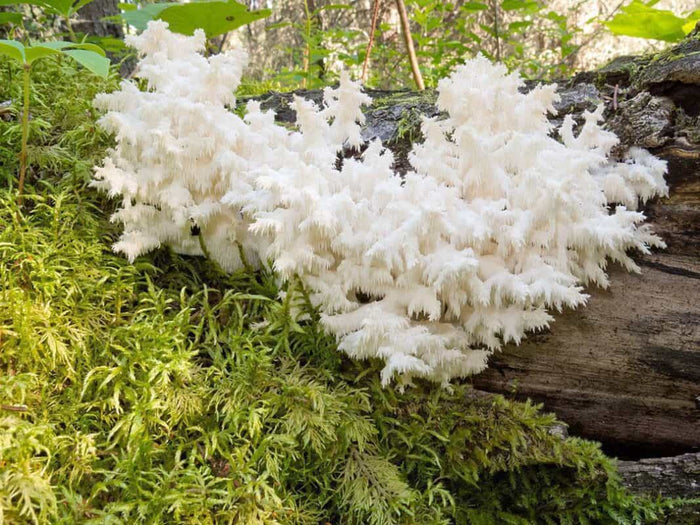 Lion's Mane