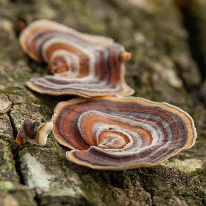 Turkey Tail