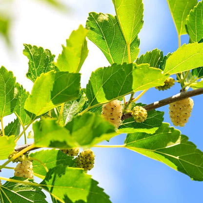 Chocolate Covered Mulberries, photo 2