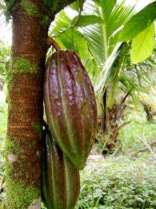 Hua Lani Cacao Pod