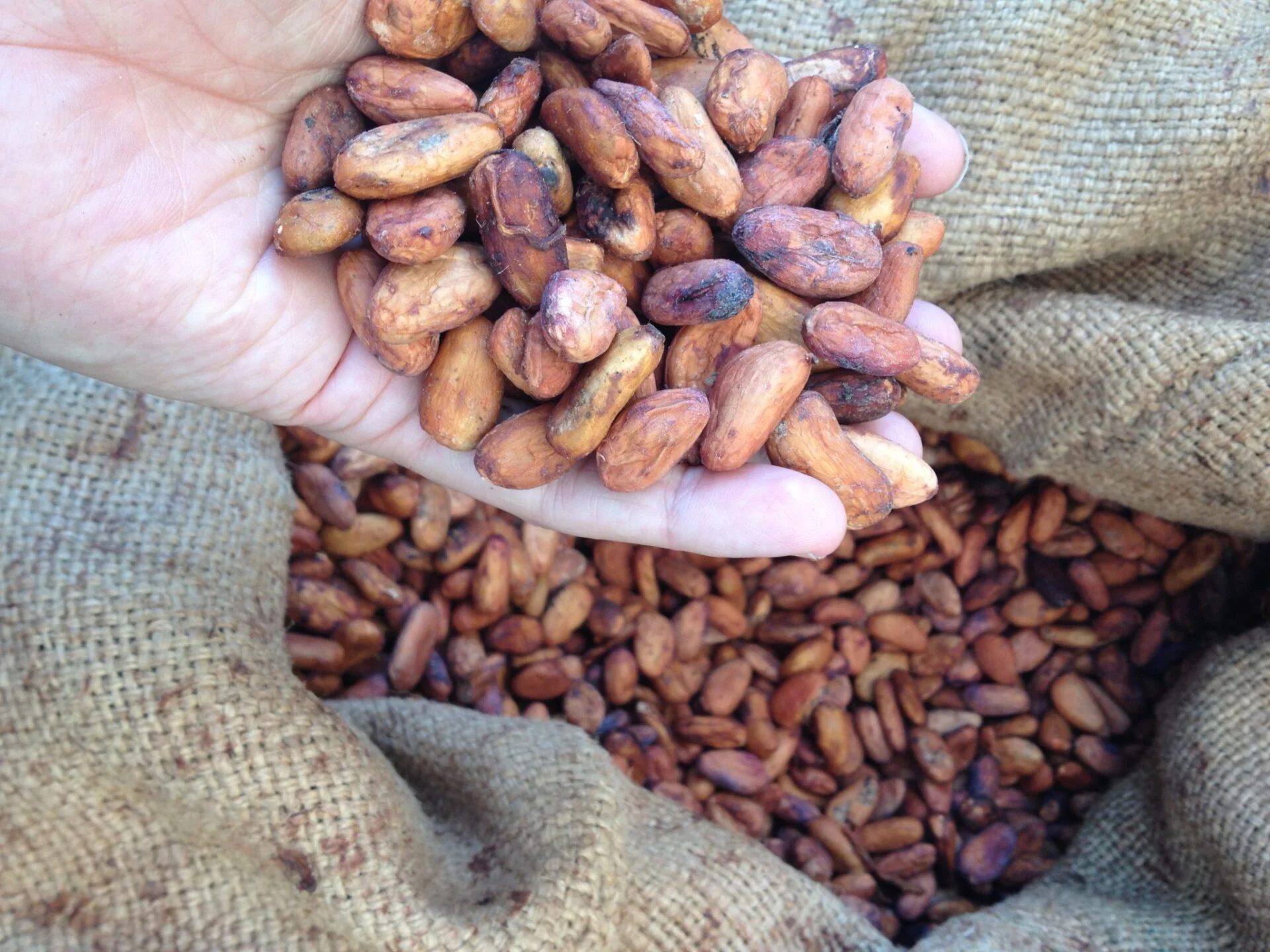 Fresh Arriba Cacao