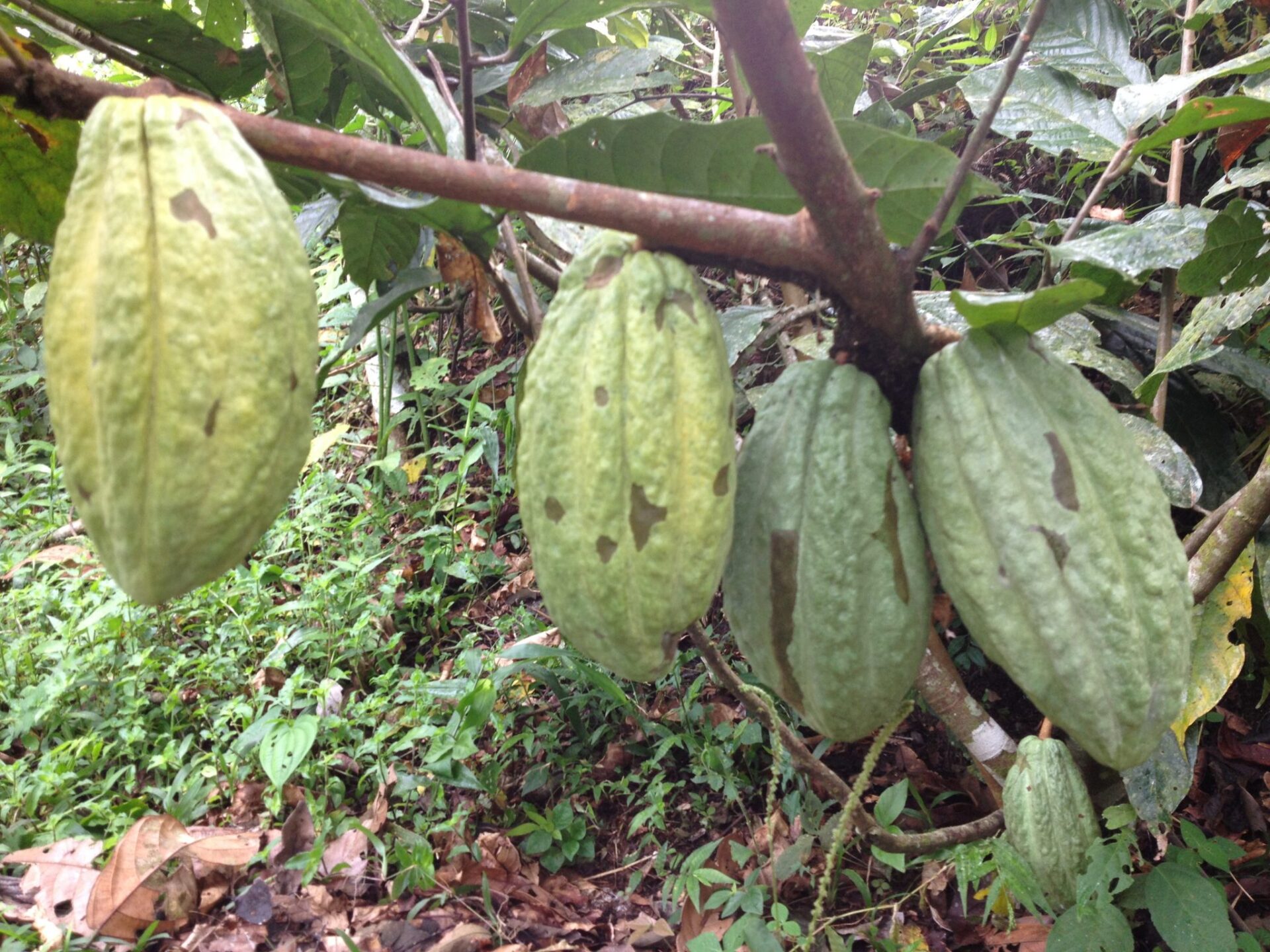 Cacao pods in Ecuador