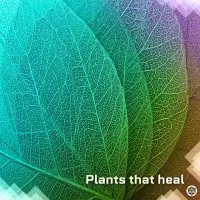 Plants That Heal Medicinal Foods
