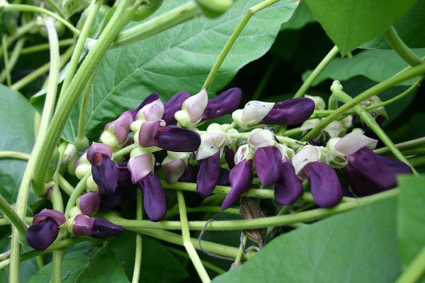 The mucuna plant may help even skin tone naturally!
