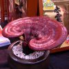 The health benefits of Reishi Health Benefits of Reishi
