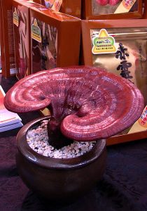 reishi mushroom ganoderma lucidum