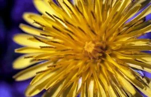 dandelion greens