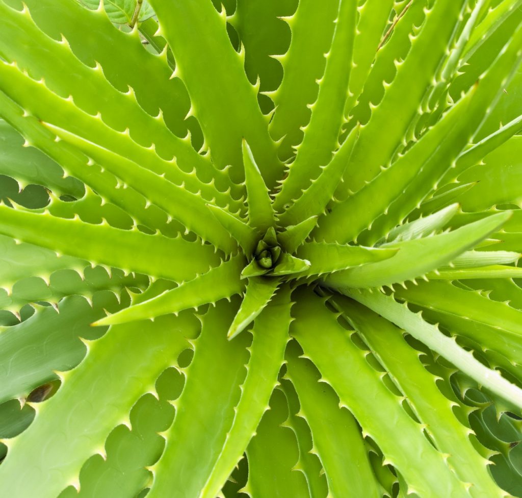 Aloe Goddess A Beauty Among Plants MedicinalFoods™
