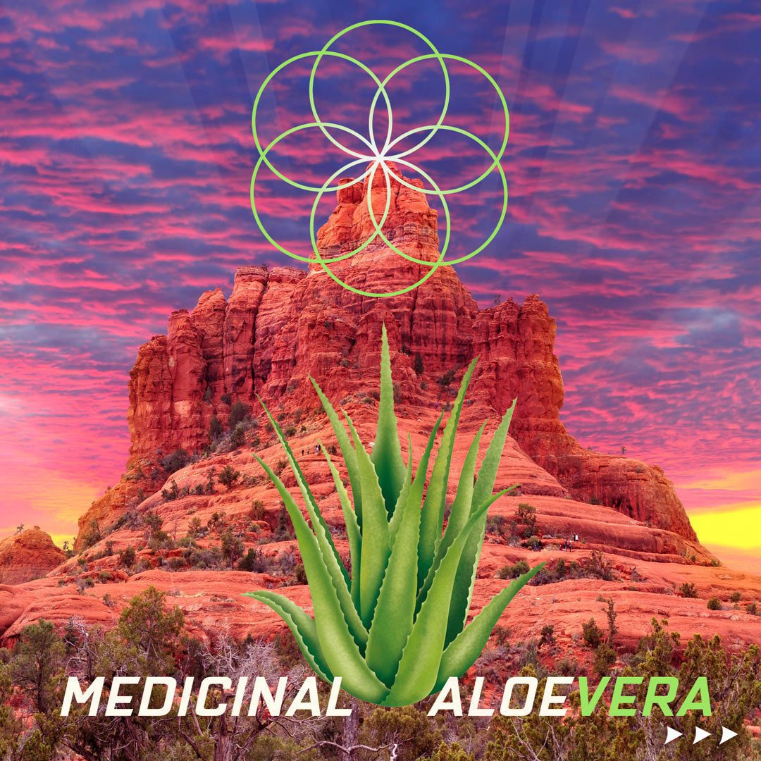 Aloe Vera Medicinal Foods Sedona Bell Rock