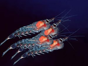 krill-oil-benefits-northern-krill-meganyctiphanes_norvegica-high-res-attribution-share-alike-license-2