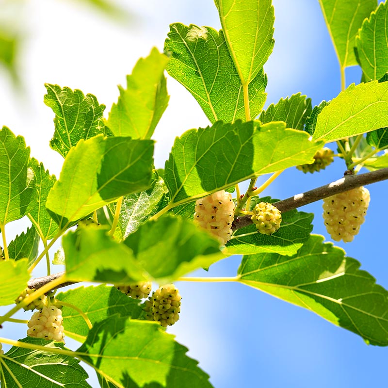 White Mulberry Tree Fruit Leaves