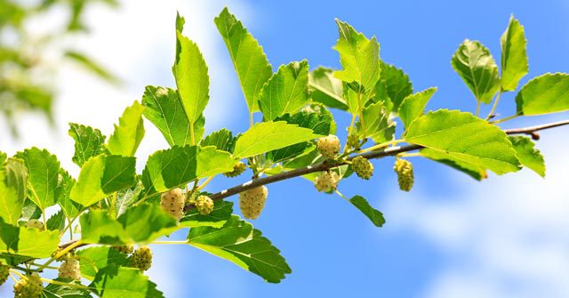 White Mulberry Tree Fruit Leaves 
