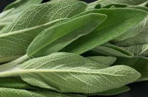 Health Benefits of Sage