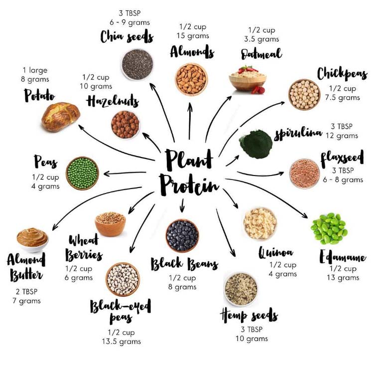 Protein Substitutes Infographic Chia Almonds Hemp Seeds