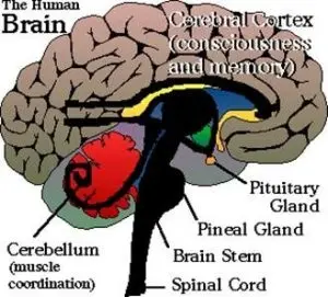 Eye of Horus pineal