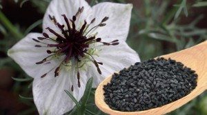 Black Seed Oil Nigella Sativa Plant