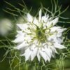 Black Seed Oil- is it in your “medicine cabinet” yet? Black Seed