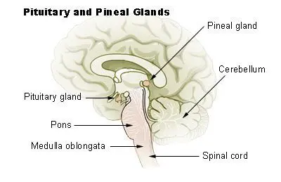 Location of the Pineal Gland in the Brain