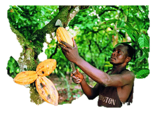 Man harvesting raw cacao in Africa