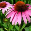 5 Edible Plants Containing Cannabinoids echinacea-005
