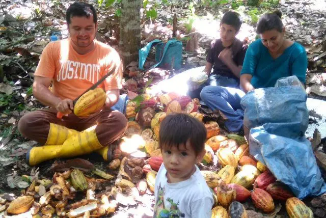 Ecuadorian family harvesting chocolate