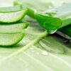 Aloe Vera Benefits shutterstock_260457242