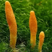 Cordyceps Mushroom Jing Supporting Medicinal Herb