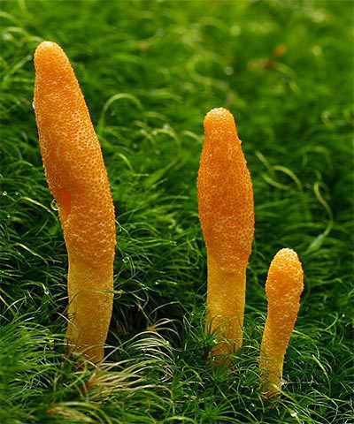 Cordyceps Mushroom Jing Supporting Medicinal Herb