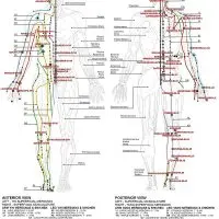 Traditional Chinese Medicine Meridians