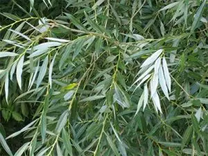 White Willow Medicinal Herbal Plants makes Aspirin