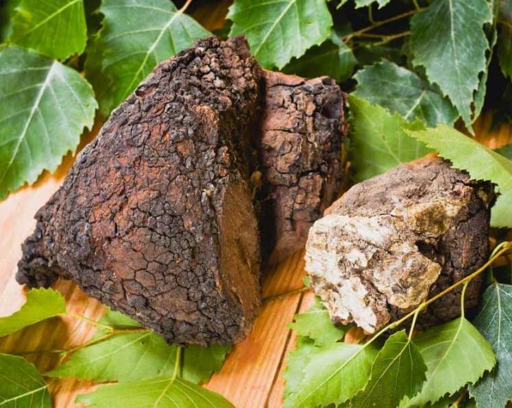 Chaga Mushroom Medicinal Superfood Anti Inflamatory