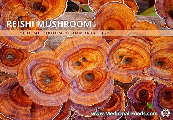 Reishi Mushroom Benefits Medicinal Foods