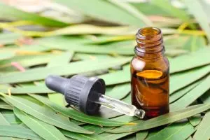 Eucalyptus Oil Open Respiratory Tract