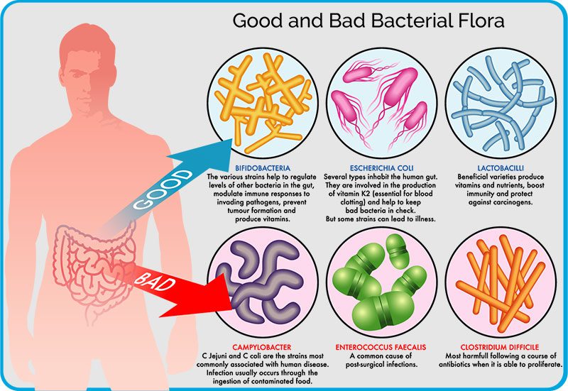 Gut Bacterial Intestinal Flora Good Probiotics