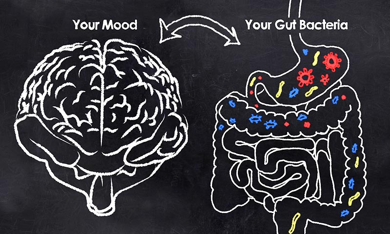 Mood Change Gut Brain Axis Colon Alzheimers