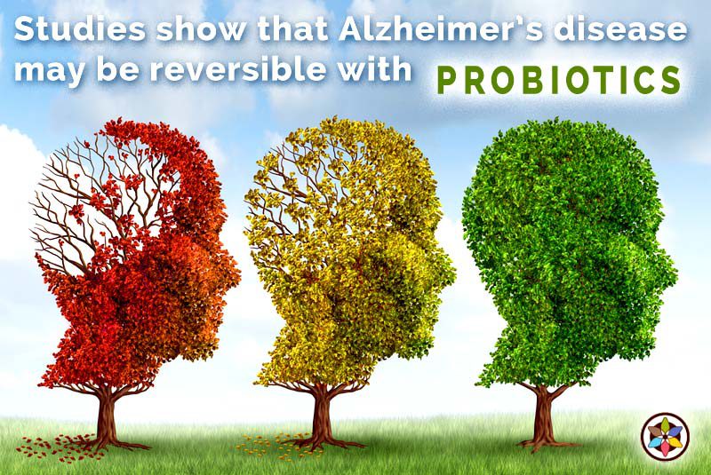 Reversing Alzheimers Health Gut Bacteria Probiotics Wide Layout