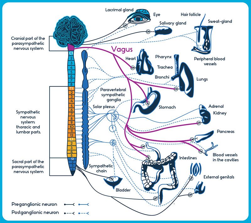 Vagus Nerve Gut Brain Axis Connection