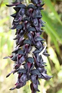 Mucuna