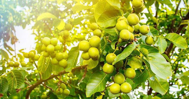 Fresh Macadamia Nut Tree Harvest 