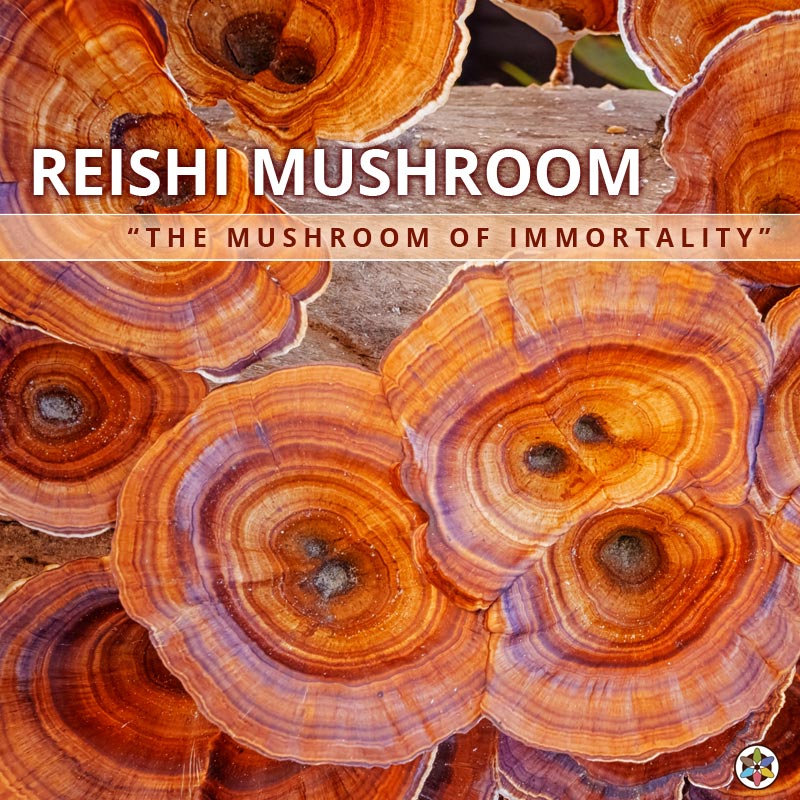 Reishi Mushroom Of Immortality